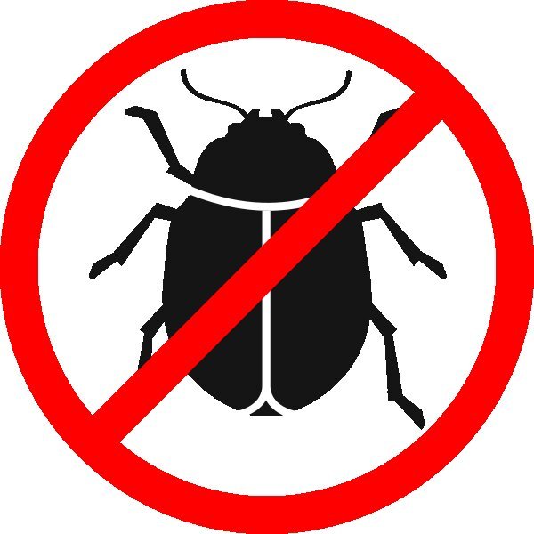 bed bug